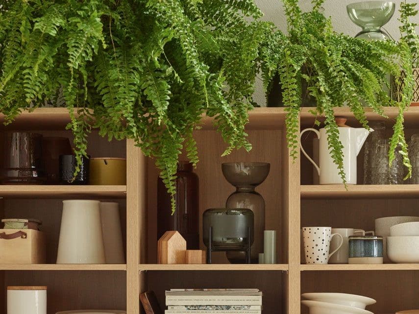 Paprotka w domu – idealna dla początkujących ogrodników Paprotka w domu – idealna dla początkujących ogrodników