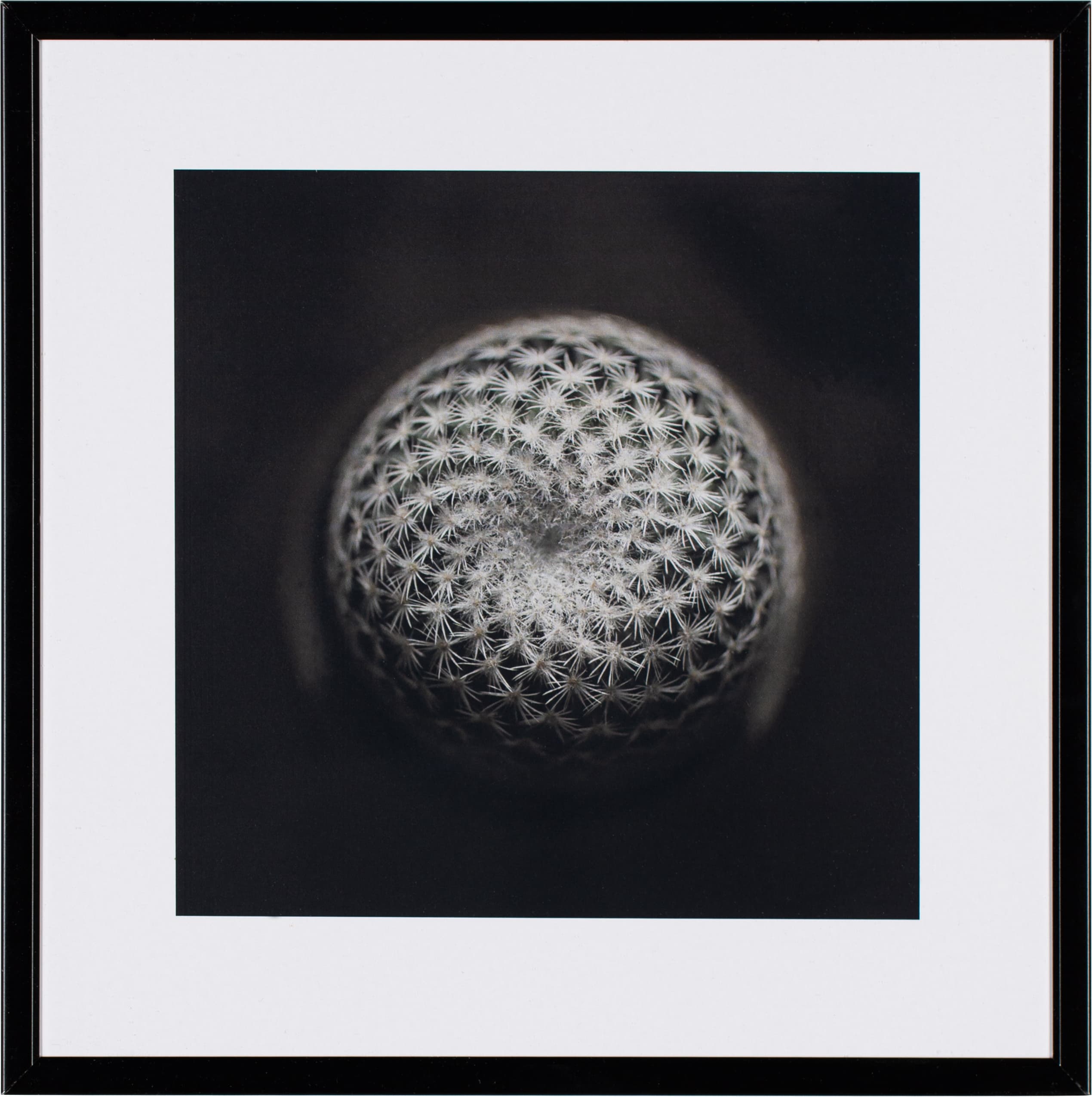 Fotografia Cactus III